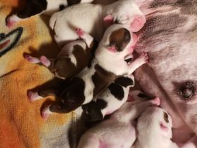 Mutter und Welpen sind wohlauf!!! Die Welpen sind