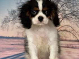 Eingetragener Zwinger verkauft Kavalierwelpen. Wir