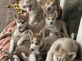 Am 23.09.2022 haben 9 gesunde, wunderschöne, Siberian