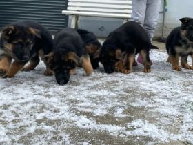 5 schwarz-braune Schäferhundwelpen - 1 Rüde, 4