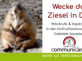 Wecke das Ziesel in Dir ! Motivationswoche 08.01.25