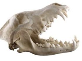 Weiterbildung für Hundeernährungsberater*innen