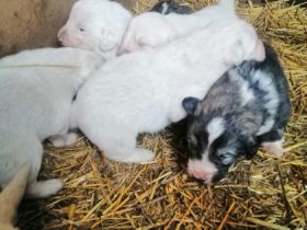 Am 18.11.2022 sind unsere Reinrassigen