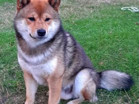 Quito vom Dresdner Elbufer (Deckerfahrung)