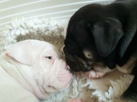 Meine Olde English Bulldog Hündin hat Welpen bekommen,