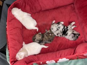 Hallo unsere süße Merle 2 Jahre alt hat am 26.11.22