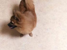 ich verkaufe meinen welpen, sie hat die anatomie eines