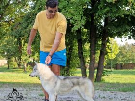 BELLAHUSK'S Africa, Eine wunderschöne Dame sucht