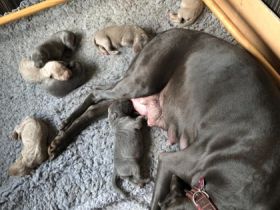 Unsere Welpen sind geboren am 04.12.2022. 3 Mädels und