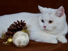 Wir sind eine kleine Britenbande. Wir sind Anfang Juni