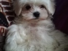 Zwei kleine Mini Malteser Mädchen Lola und Lala sind