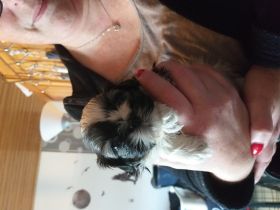 Süße kleine wuschel Welpen suchen neuen Wirkungskreis.