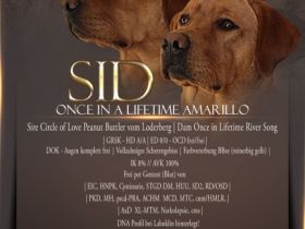 Once in a Lifetime Amarillo - „Sid“