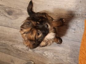 Chinesischer Schopfhund, Welpen