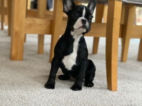 Hi ihr Lieben am 23.09.2022 hat unsere Hündin per