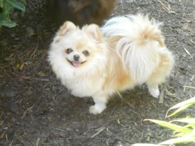 Unsere verschmuste Lucy ein bildschönes Pomeranian