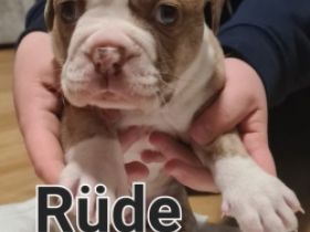 Unsere Welpen dürfen ausziehen Unsere OEB hat am 15.10