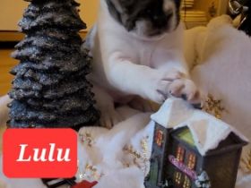 Unsere Französische Bulldogge Amy hat drei wunderschöne