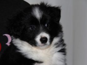 Dieser kleine Schatz, ein Sohn von Drowsy Dawn Middle