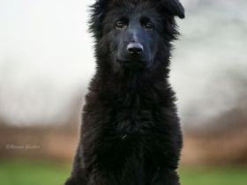 Die edlen schwarzen Schäferhündinnen sind stockhaarig