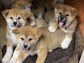 Wir suchen für unsere aufgeweckten kleinen Welpen ein