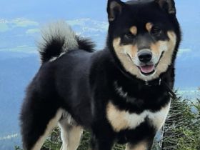 Okami San vom Dresdner Elbufer (Deckerfahrung)