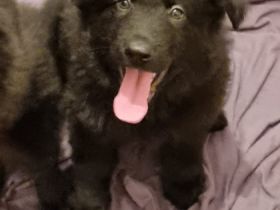 Zwinger von den schwarzen Steppenwölfen ! Am 20.10.2022