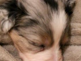 Ein nettes Hallo aus Schüttorf.. Meine Lotti blue Merle