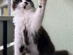 Maine Coon Katerchen sucht Personal