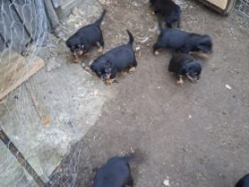 Rottweilerwelpen in gute Hände abzugeben Kräftige