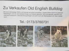 Wir sind noch 4 wunderschöne Old English Bulldog Welpen