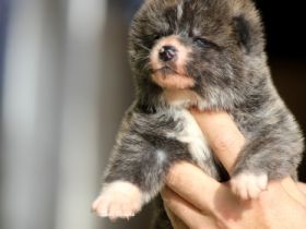 Schöne japanische Akita-Tigerwelpen zur Reservierung