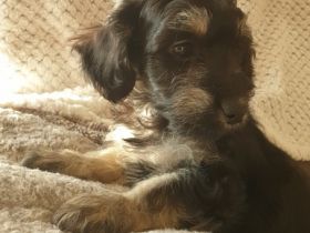 Hallo liebe Tierfamilien, Wir suchen für unsere