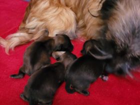 Wir haben 2 kleine süße Mischlingshundewelpen abzugeben