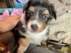 Dieser bildhübsche Wurf besteht aus 7 gesunden und