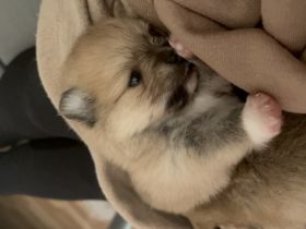 Am 13.11.2022 hat unsere Zwergspitz Pomeranian Hündin