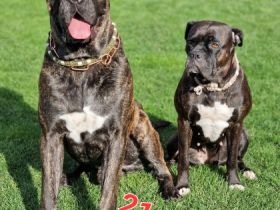 Wunderschöne gesunde Cane Corso Welpen