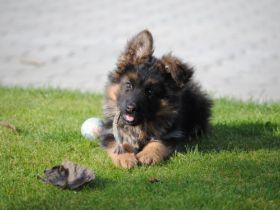 Die Zuchtstätte für Deutsche Schäferhunde ,,vom