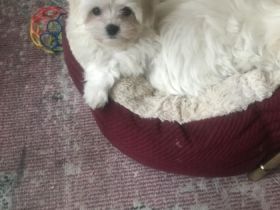 Unsere kleine Lala ist bereit ab sofort für ein