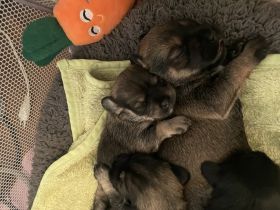 Hallo liebe Hundeliebende, Am 19.11.2022 hat unsere