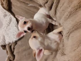 Hallo ihr lieben, 2 kleine süße Mädchen suchen absofort