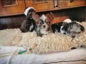 Wunderschöne Bolonka Zwetna Mix Welpen! Unsere kleinen