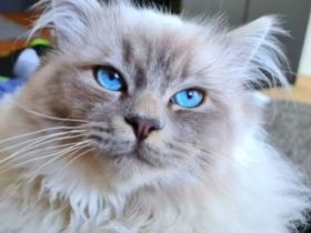 Reinrassiger Heilig Birma Kater Jimmy