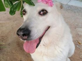 Snowwhite möchte ankommen.