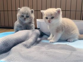 Wunderschöne Britisch Kurzhaar Kätzchen