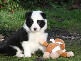 Traumhaft Schöner Border Collie Wurf in Seal Weiß