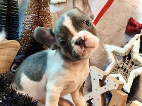 Französische Bulldogge Rüde mit Ahnentafel Abgabebereit