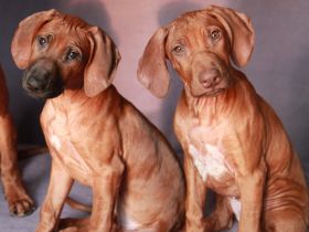 Two very perspective girls