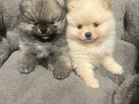 Pomeranian Zwergspitz