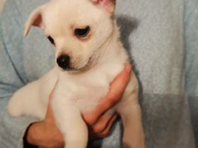 zuckersüße weiße Pomchi Hündin Welpe Pomeranian Chihuahua